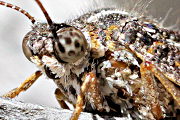 Orange Spotted Sun Moth (Synemon parthenoides)